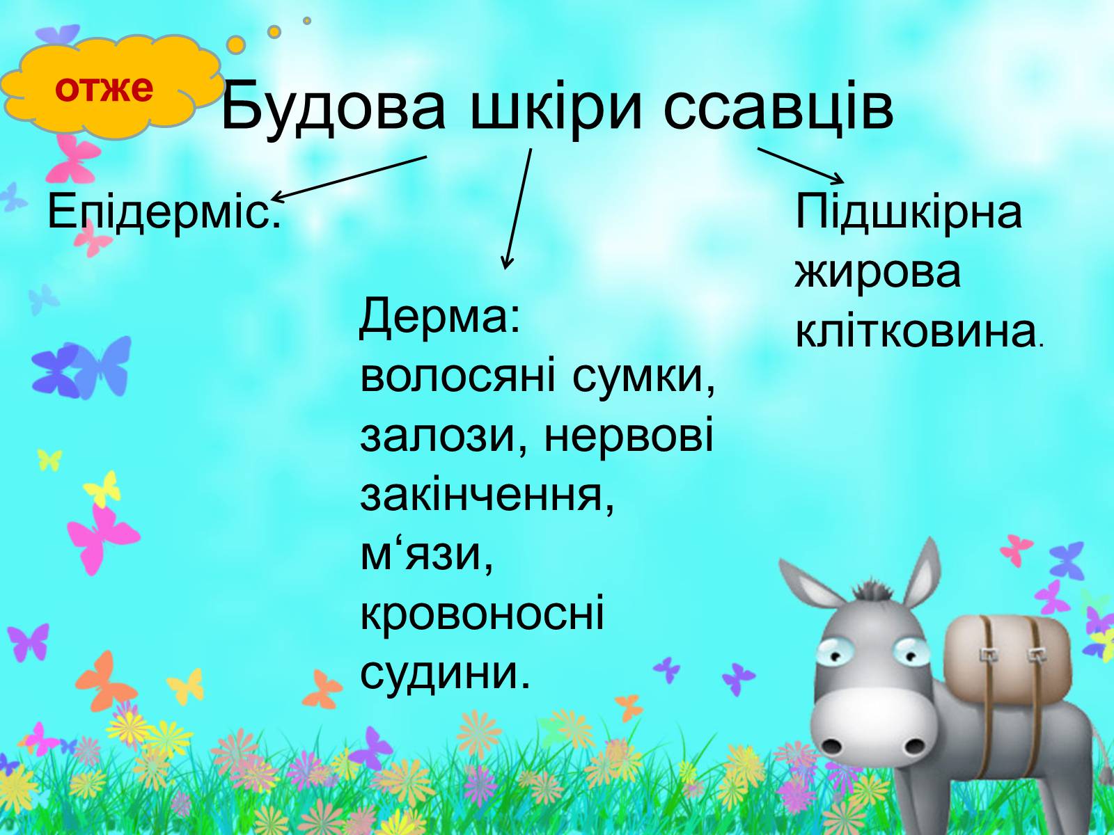 Презентація на тему «Загальна характеристика класу Ссавці. Зовнішня будова, скелет і мускулатура» - Слайд #13