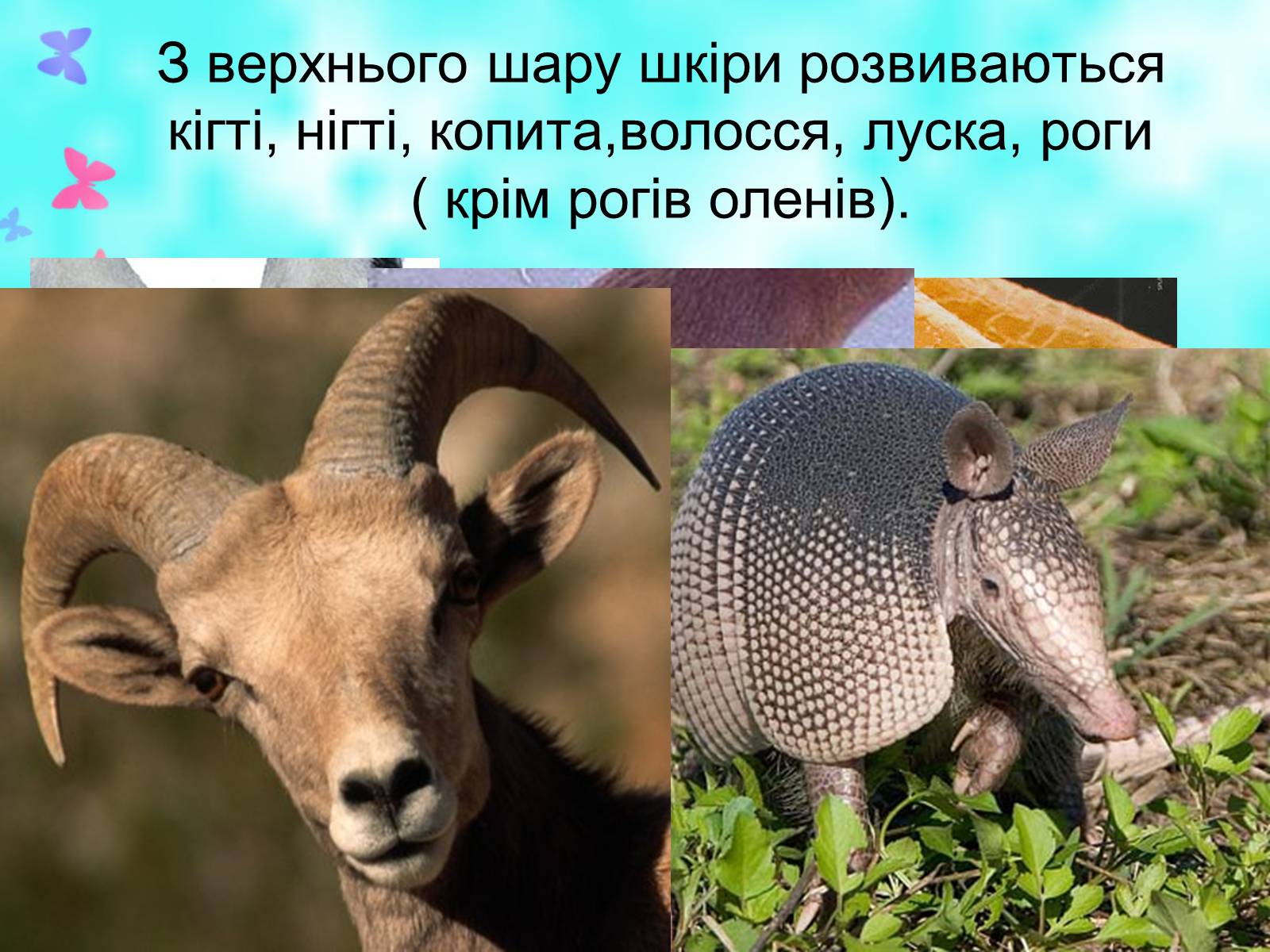 Презентація на тему «Загальна характеристика класу Ссавці. Зовнішня будова, скелет і мускулатура» - Слайд #15