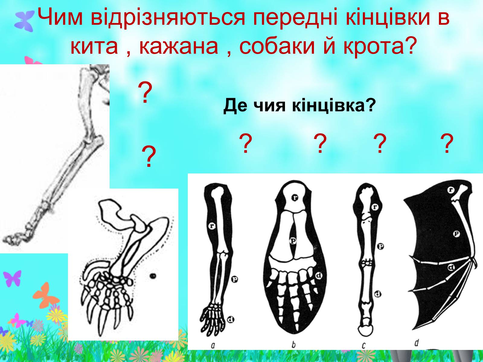 Презентація на тему «Загальна характеристика класу Ссавці. Зовнішня будова, скелет і мускулатура» - Слайд #19