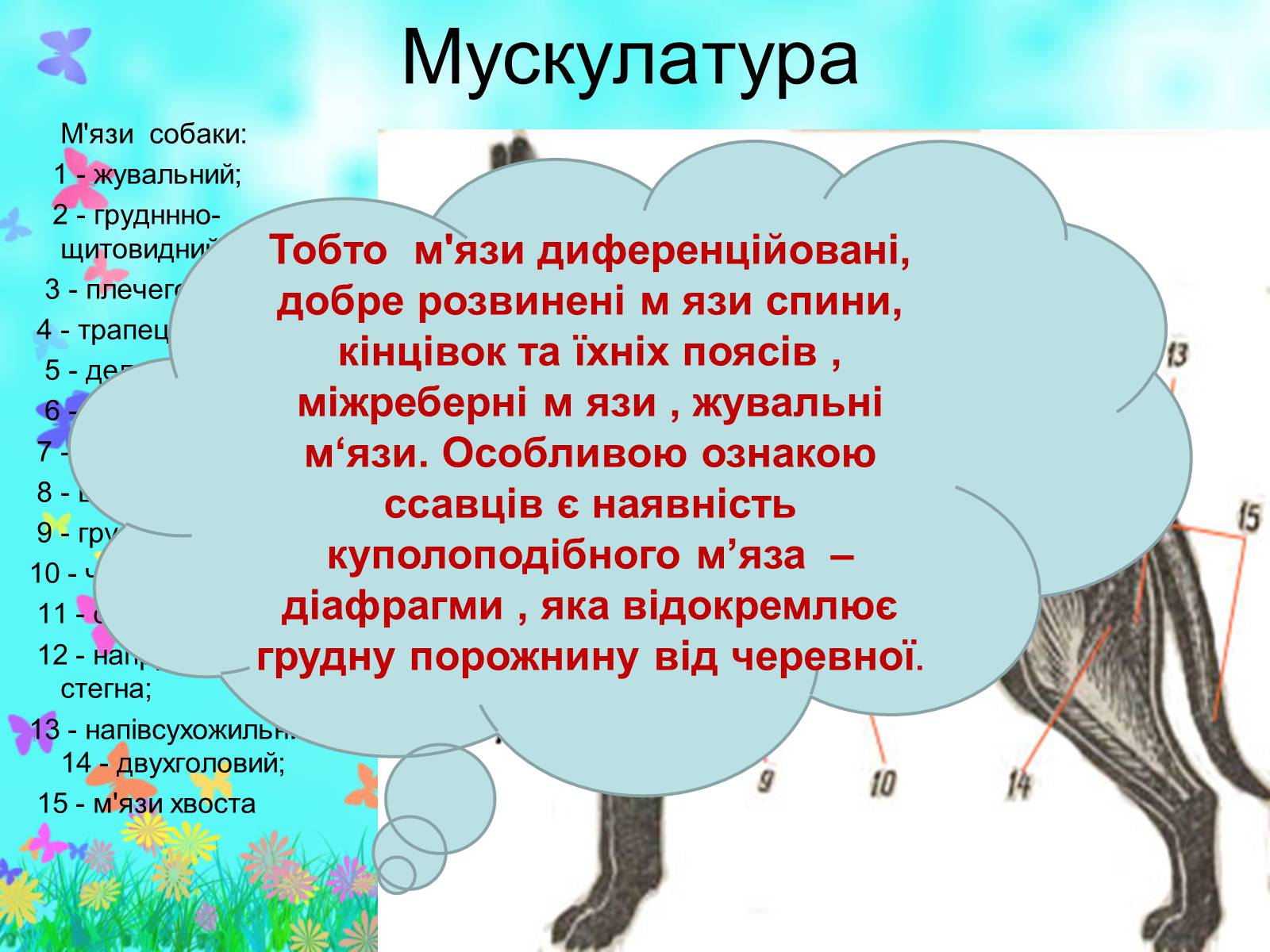 Презентація на тему «Загальна характеристика класу Ссавці. Зовнішня будова, скелет і мускулатура» - Слайд #21