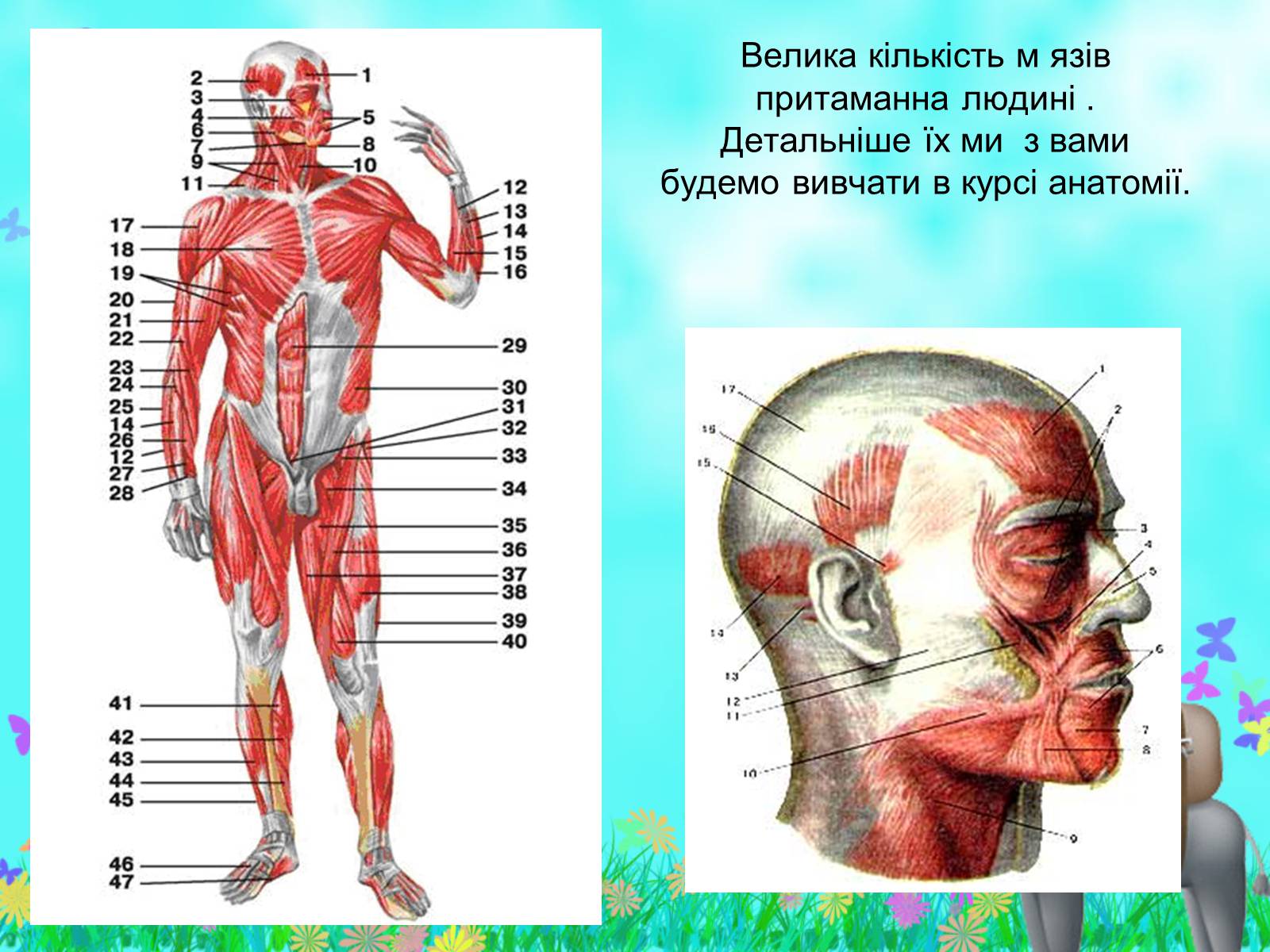 Презентація на тему «Загальна характеристика класу Ссавці. Зовнішня будова, скелет і мускулатура» - Слайд #22