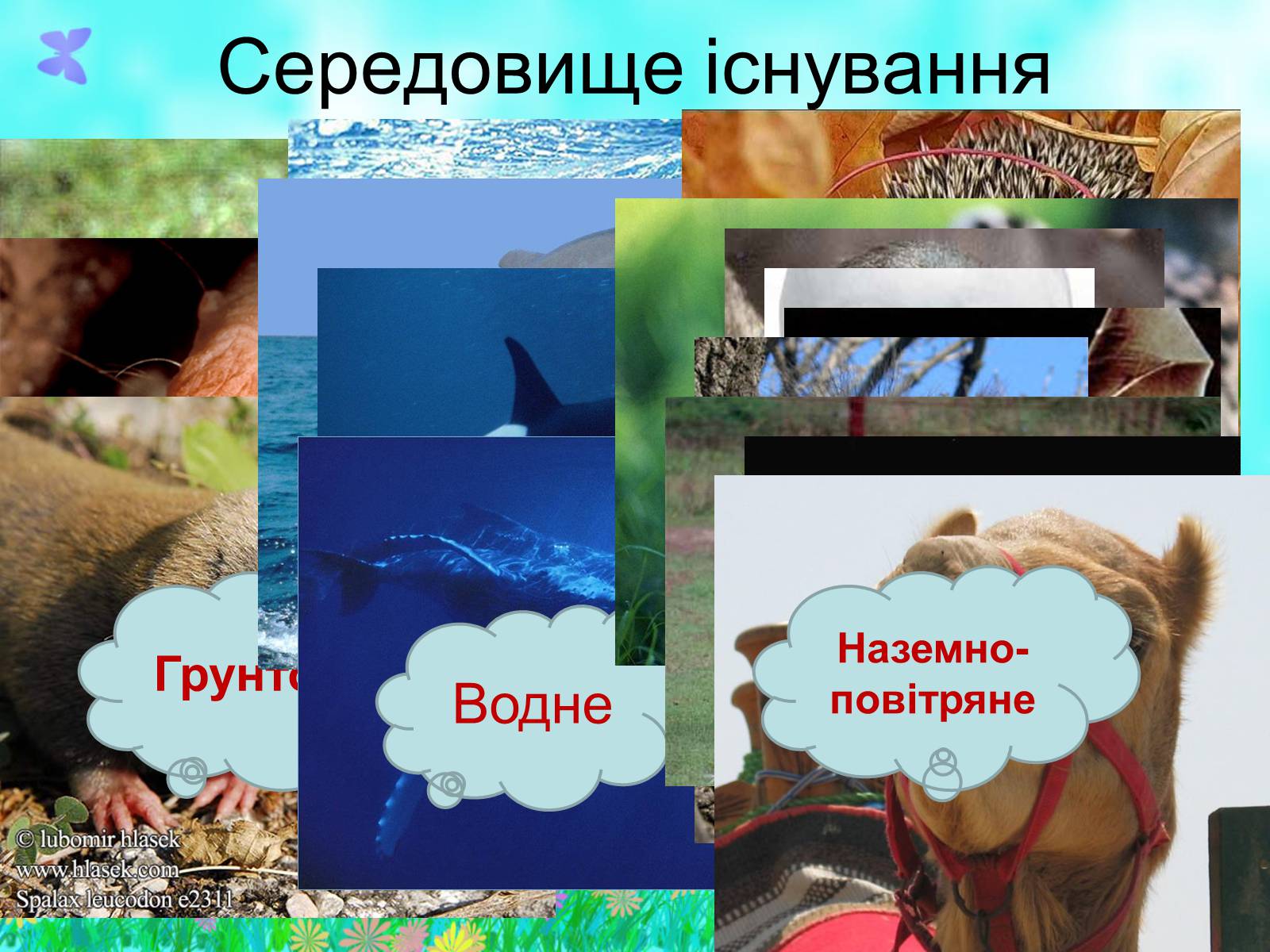 Презентація на тему «Загальна характеристика класу Ссавці. Зовнішня будова, скелет і мускулатура» - Слайд #4