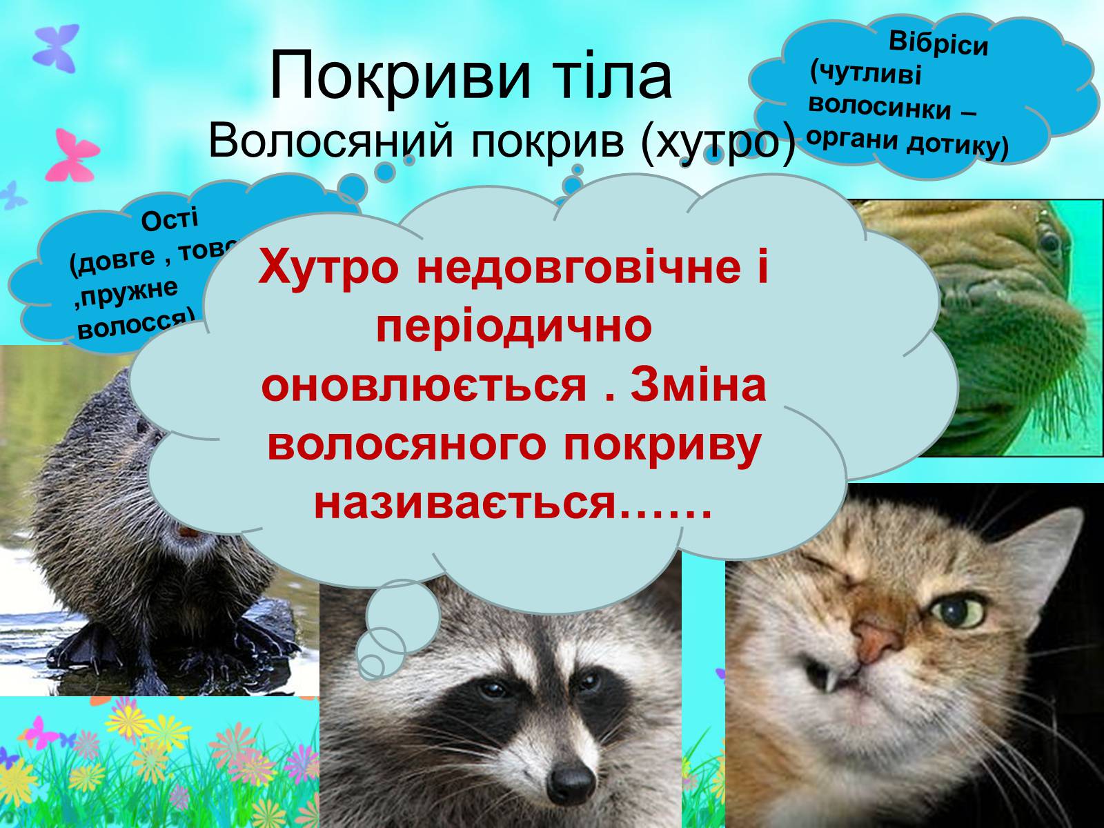 Презентація на тему «Загальна характеристика класу Ссавці. Зовнішня будова, скелет і мускулатура» - Слайд #9