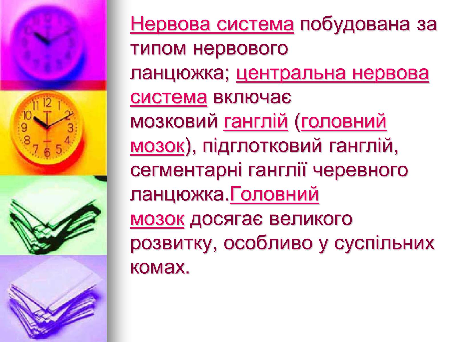 Презентація на тему «Клас Комахи. Загальна характеристика класу» - Слайд #18