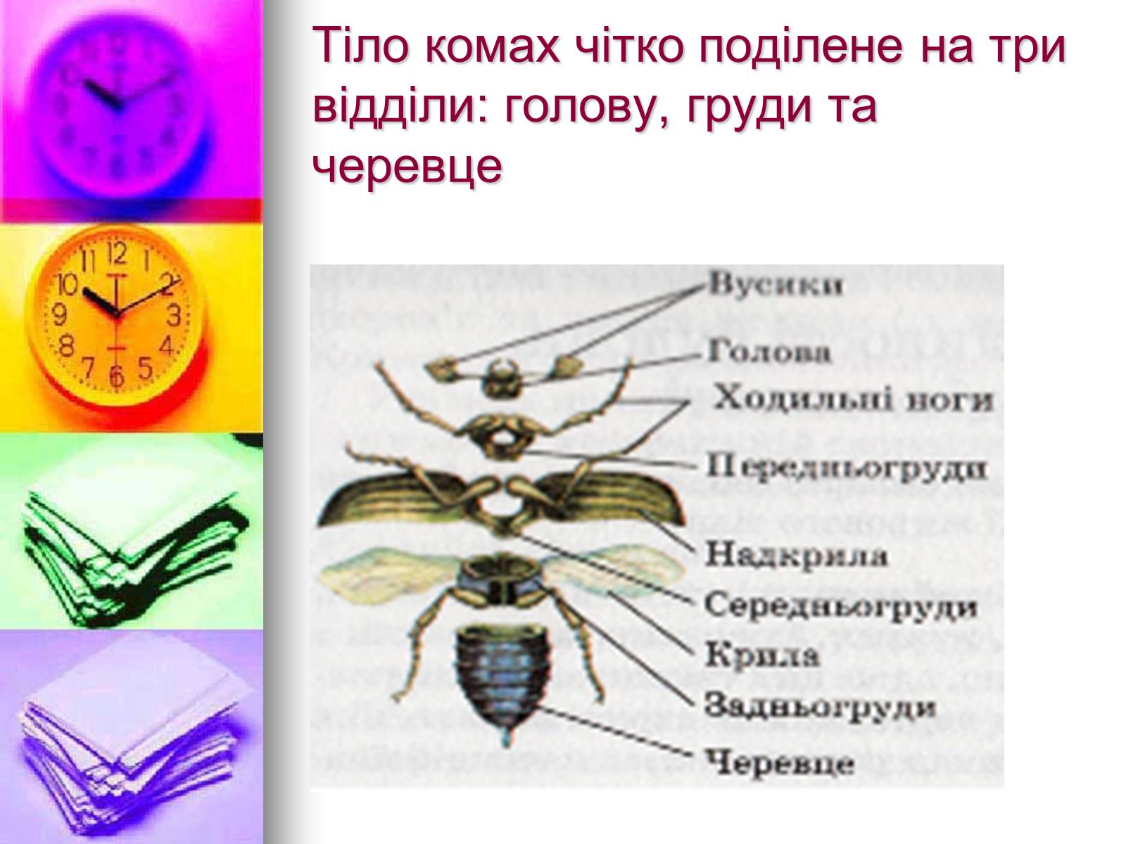 Презентація на тему «Клас Комахи. Загальна характеристика класу» - Слайд #5