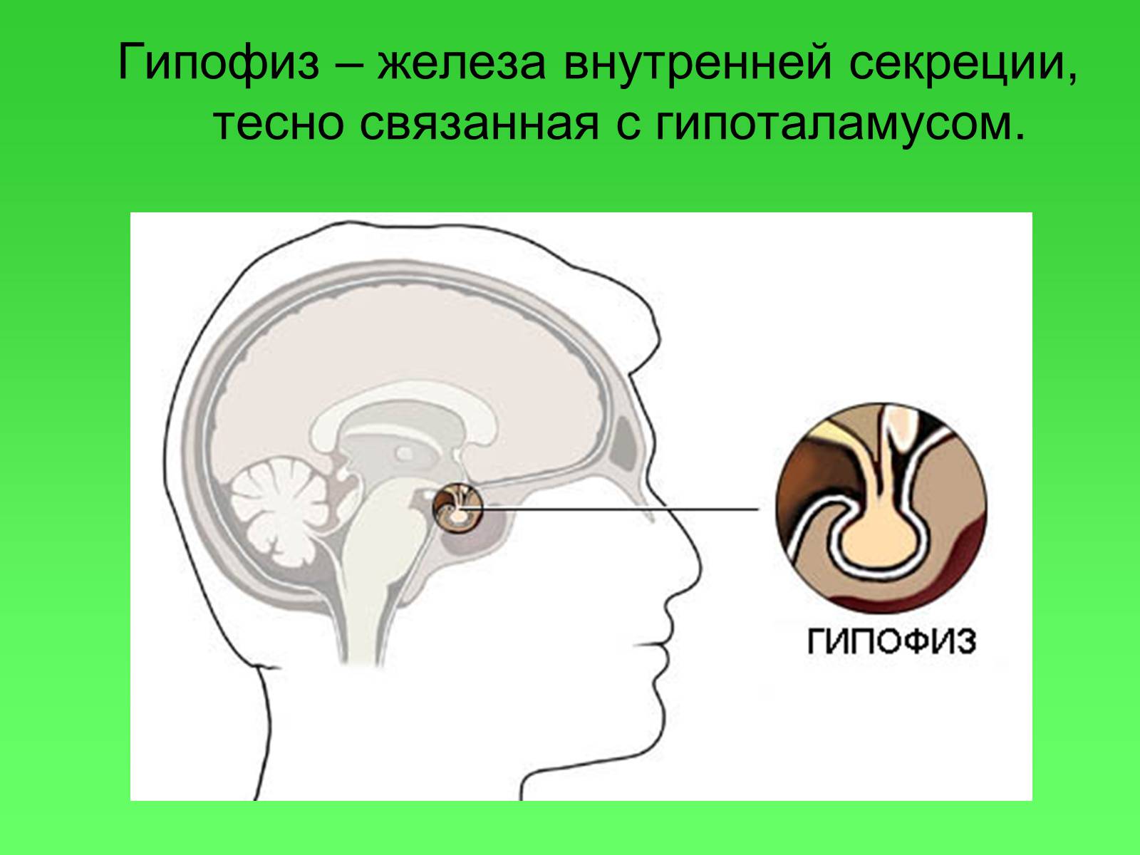 Презентація на тему «Гипофиз» - Слайд #2