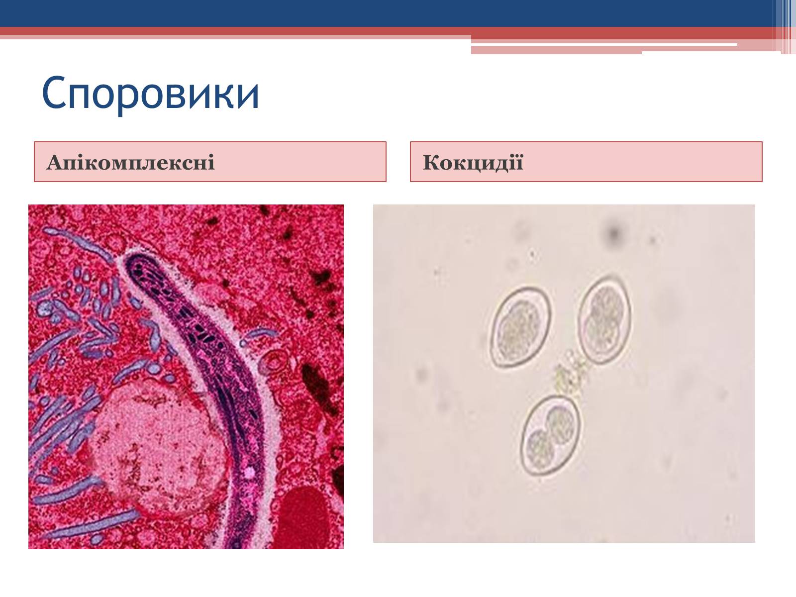 Споровики. Споровики простейшие. Класс Споровики представители. Тип Споровики.