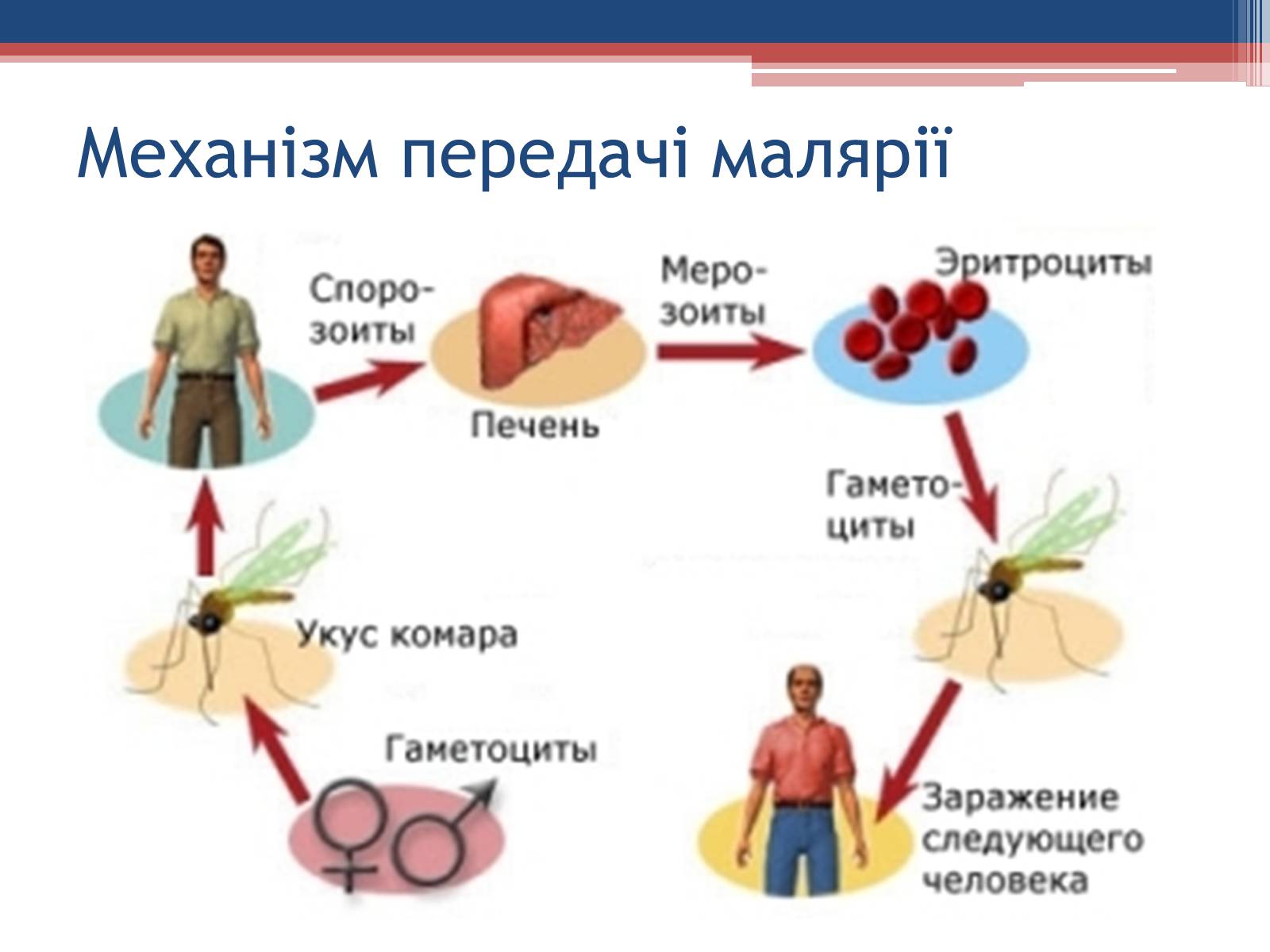 Презентація на тему «Хвороби людини, що викликаються одноклітинними тваринами» - Слайд #19