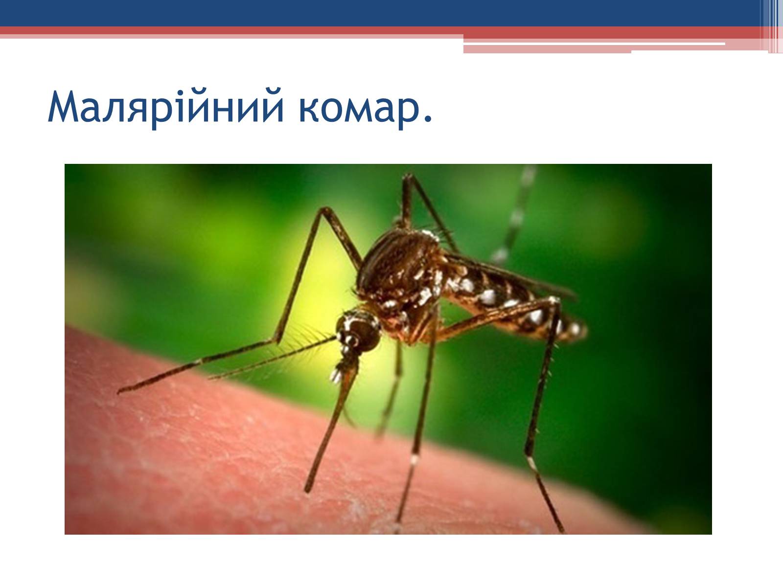 Презентація на тему «Хвороби людини, що викликаються одноклітинними тваринами» - Слайд #20