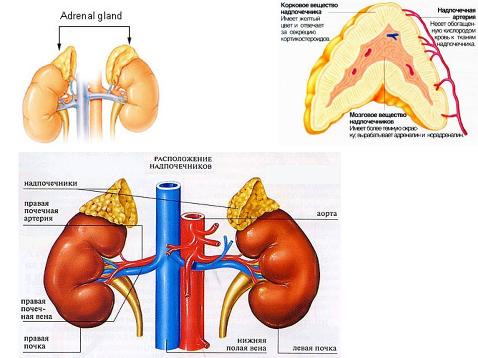Где находятся над. Надпочечники. Адреналин надпочечники. Почки и надпочечники расположение. Расположение почек и надпочечников у человека.