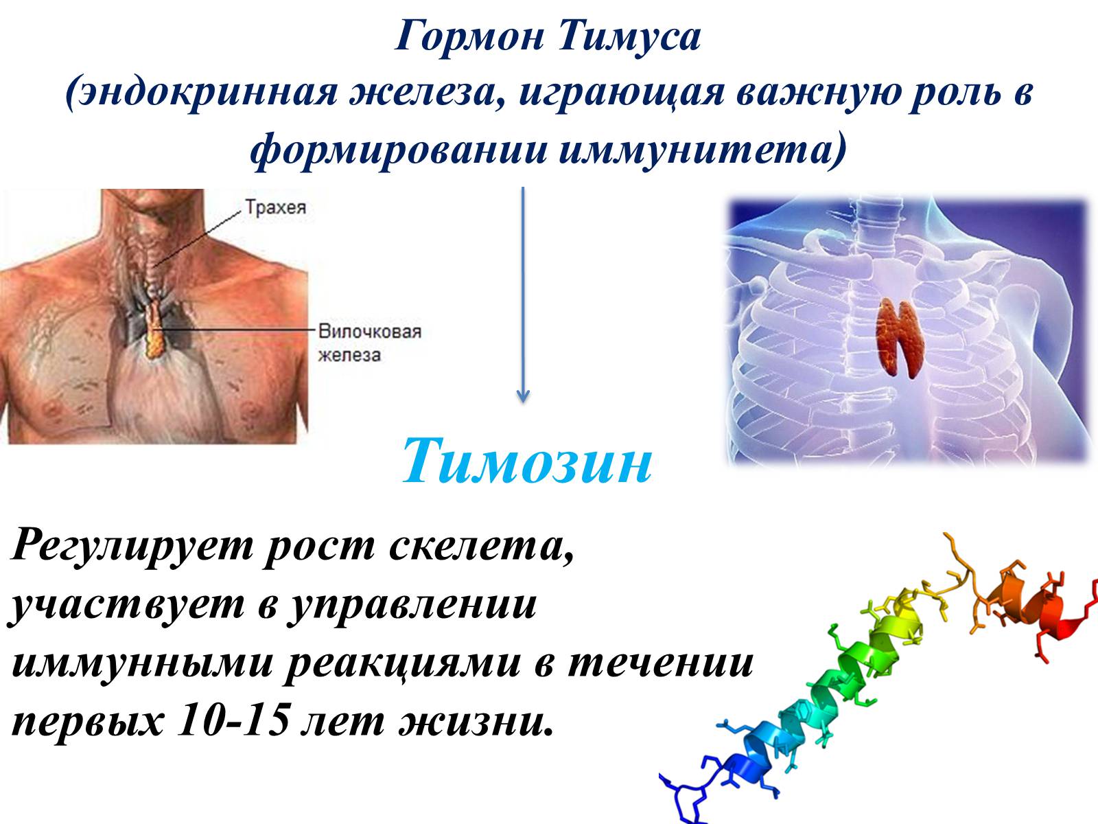 Вилочковая железа тимус регулирует. Тимус вилочковая железа гормоны. Вилочковая железа гормон тимозин. Вилочковая железа тимозин функции. Эндокринные железы тимус гормон.