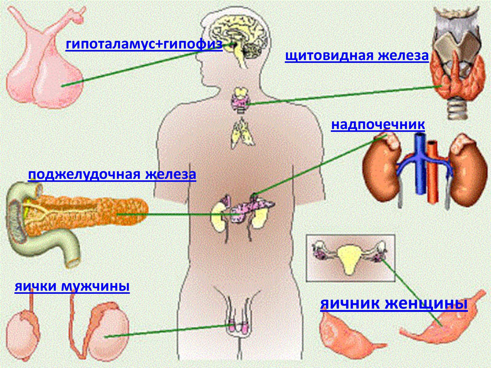 Эндокринная функция надпочечников