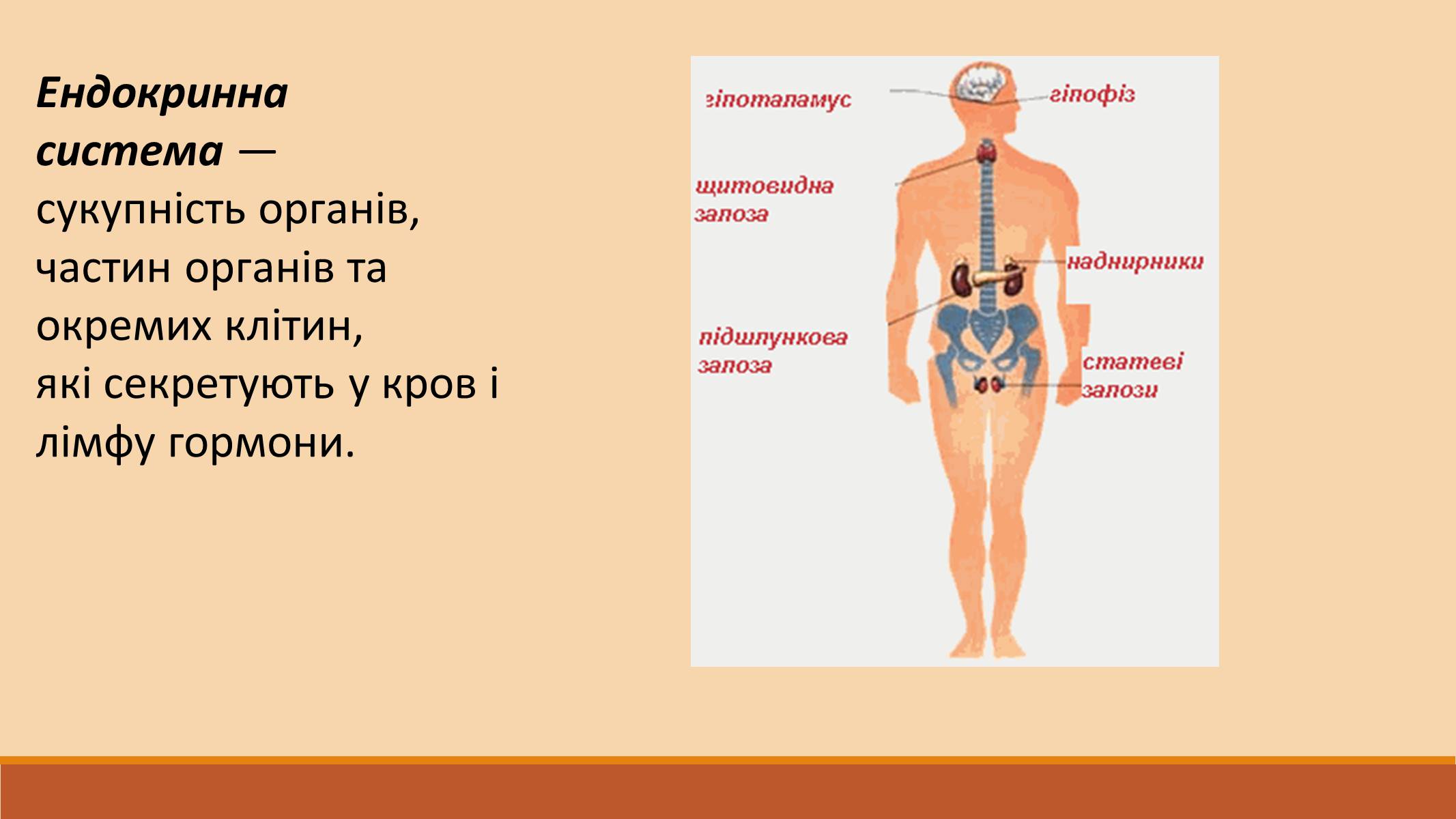 Презентація на тему «Ендокринна регуляція функцій організму» - Слайд #2