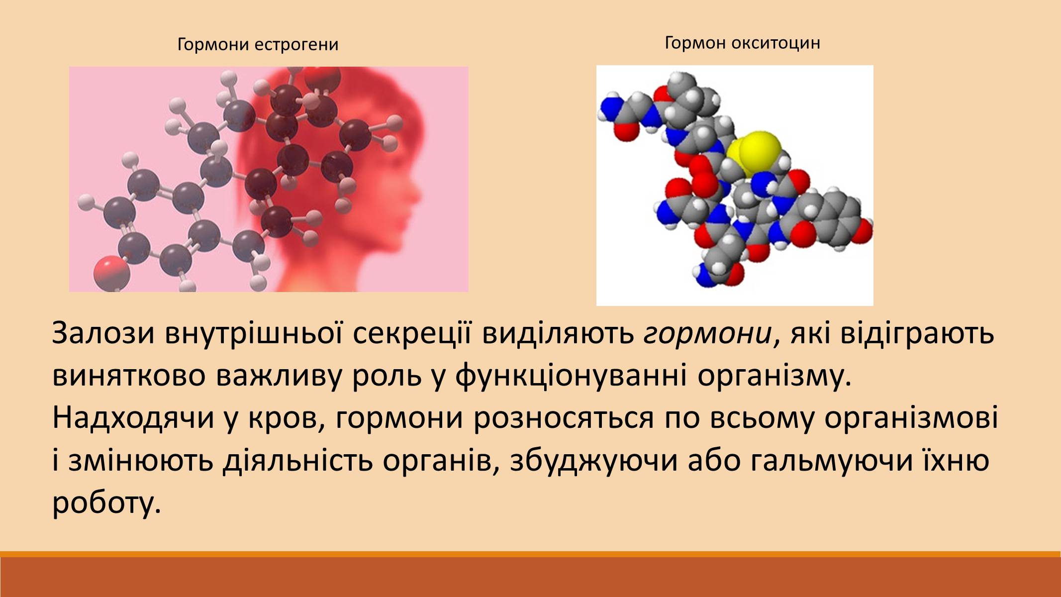 Презентація на тему «Ендокринна регуляція функцій організму» - Слайд #5