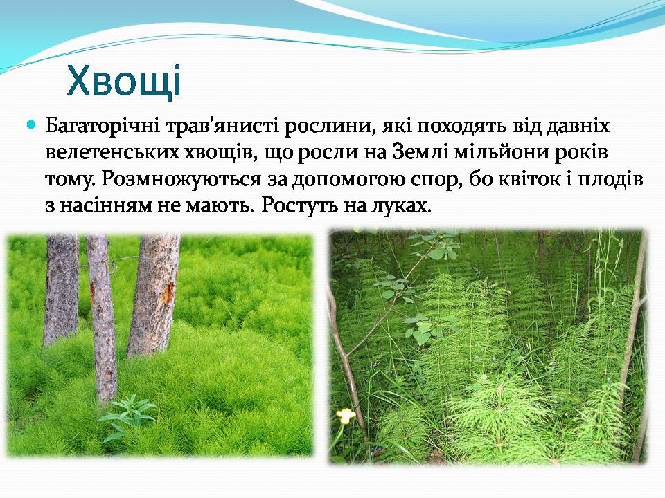 Презентація на тему «Різноманітність видів рослин у природі» - Слайд #7