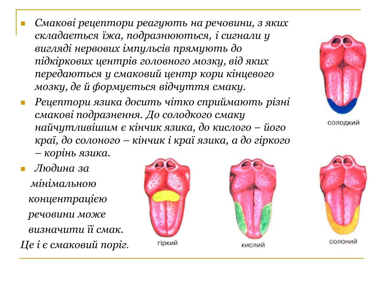 Презентація на тему «Основні сенсорні системи організму людини» - Слайд #13