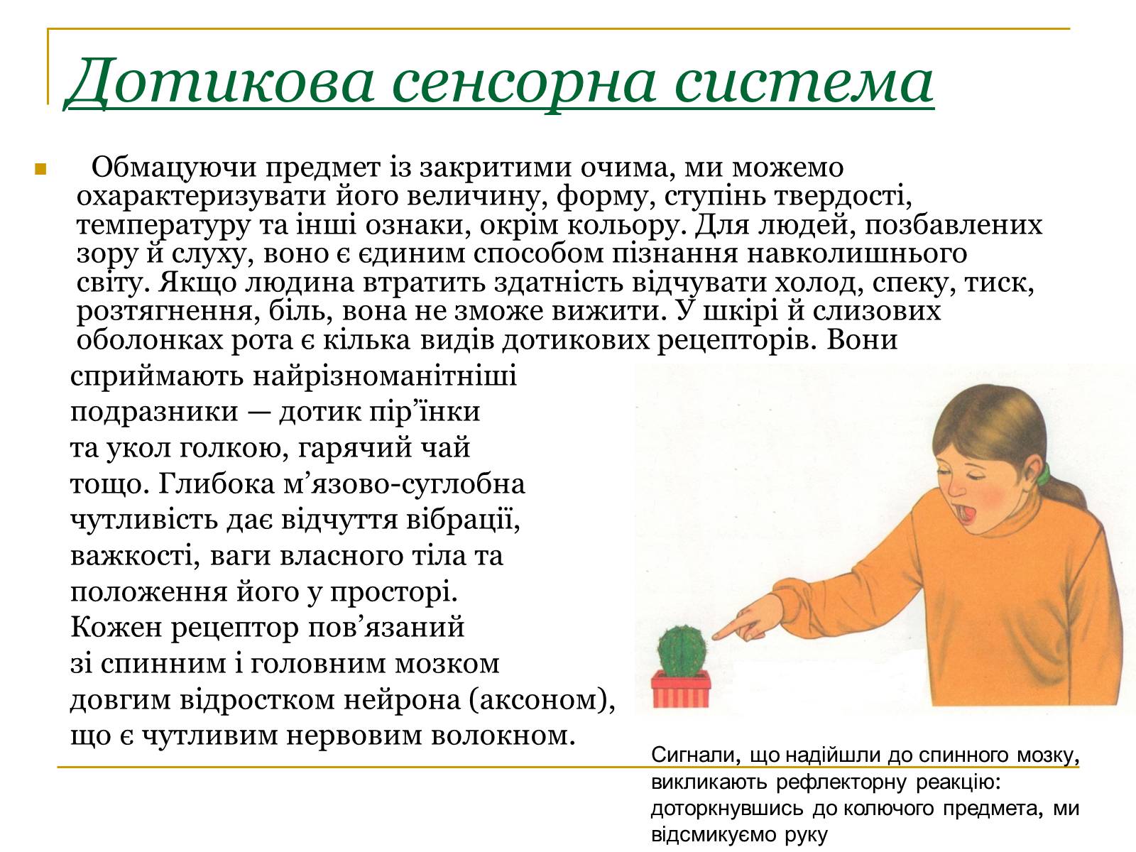 Презентація на тему «Основні сенсорні системи організму людини» - Слайд #14