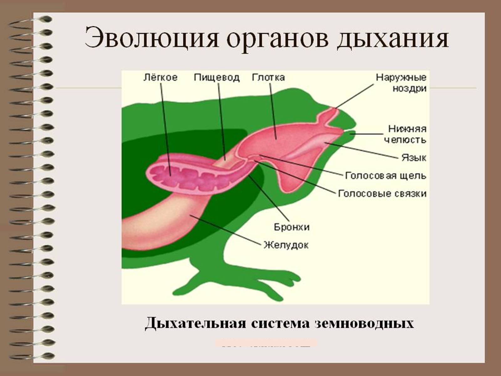 Презентація на тему «Еволюція систем органів» - Слайд #11