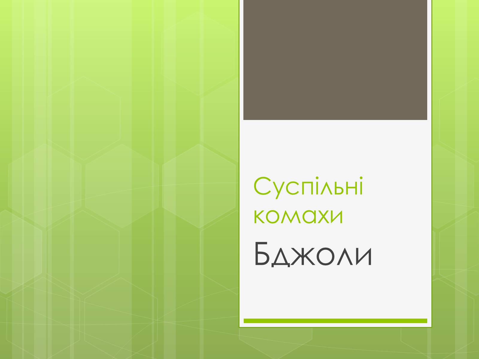 Презентація на тему «Бджоли» - Слайд #1