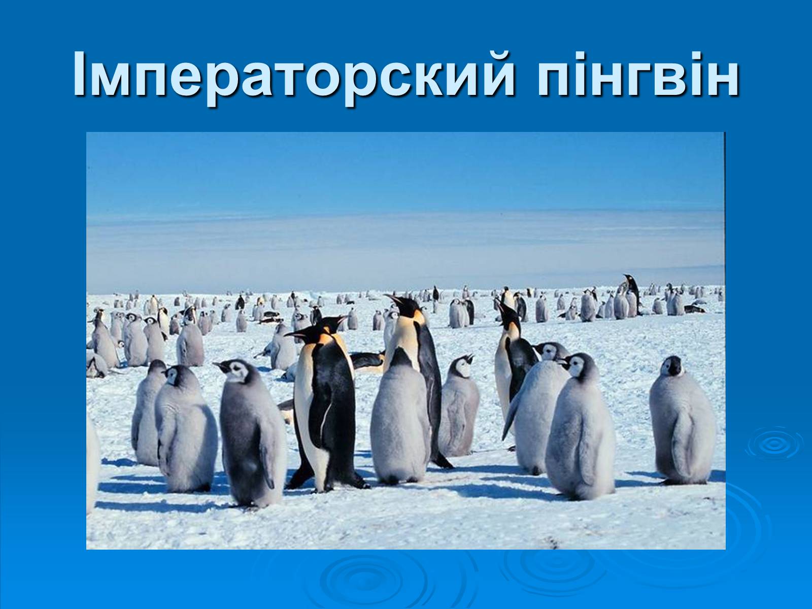 Сообщение о животных антарктиды. Пингвины Антарктиды презентация. Императорские пингвины в Антарктиде кратко. Пингвины живут. Пингвины Антарктиды 2 класс.