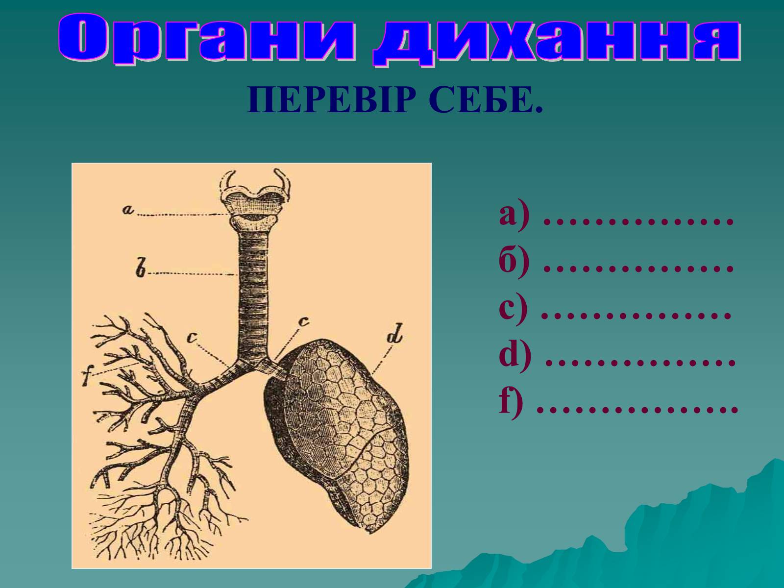 Презентація на тему «Дихання» (варіант 3) - Слайд #42