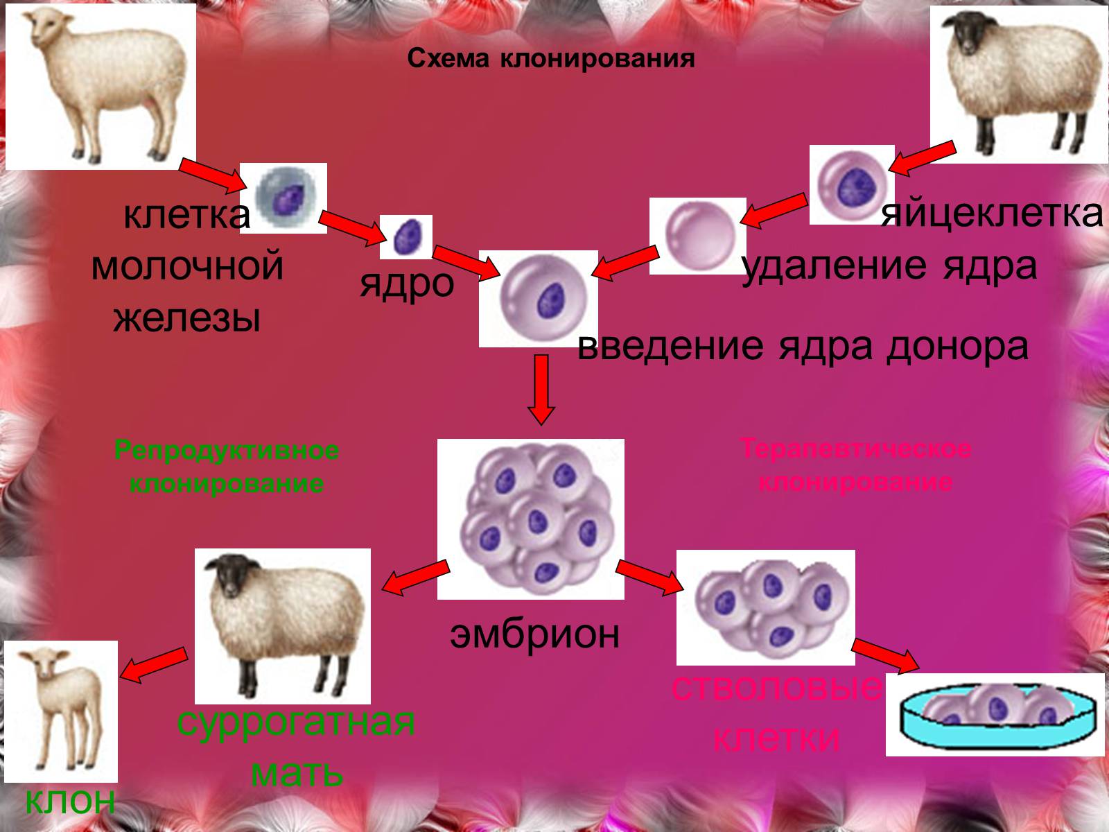 Клонирование телефона. Клонирование схема. Стволовые клетки клонирование. Клонирование из яйцеклетки удаляют ядро. Клонирование животных схема яйцеклетки.