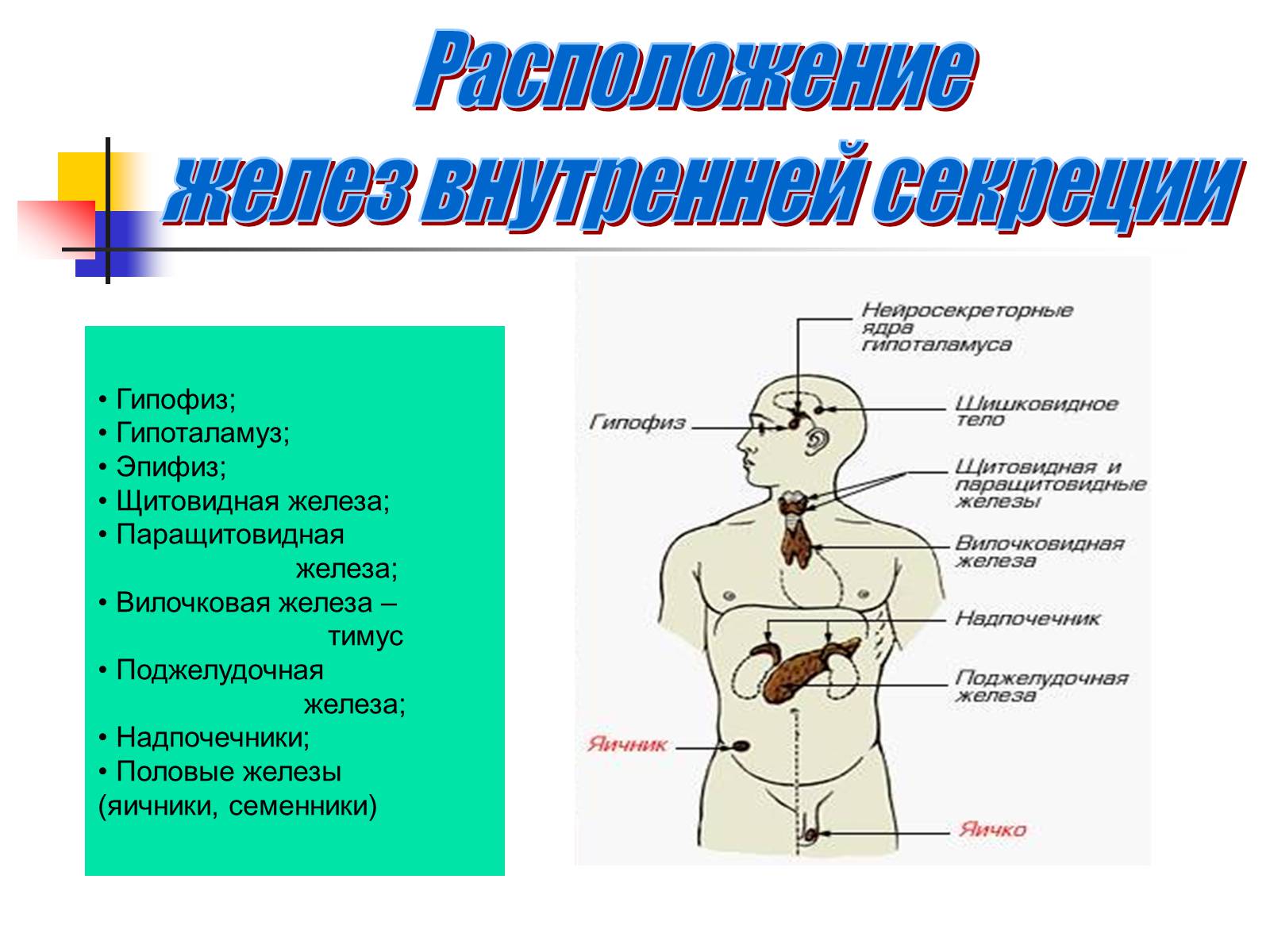 Тест по железам внутренней секреции