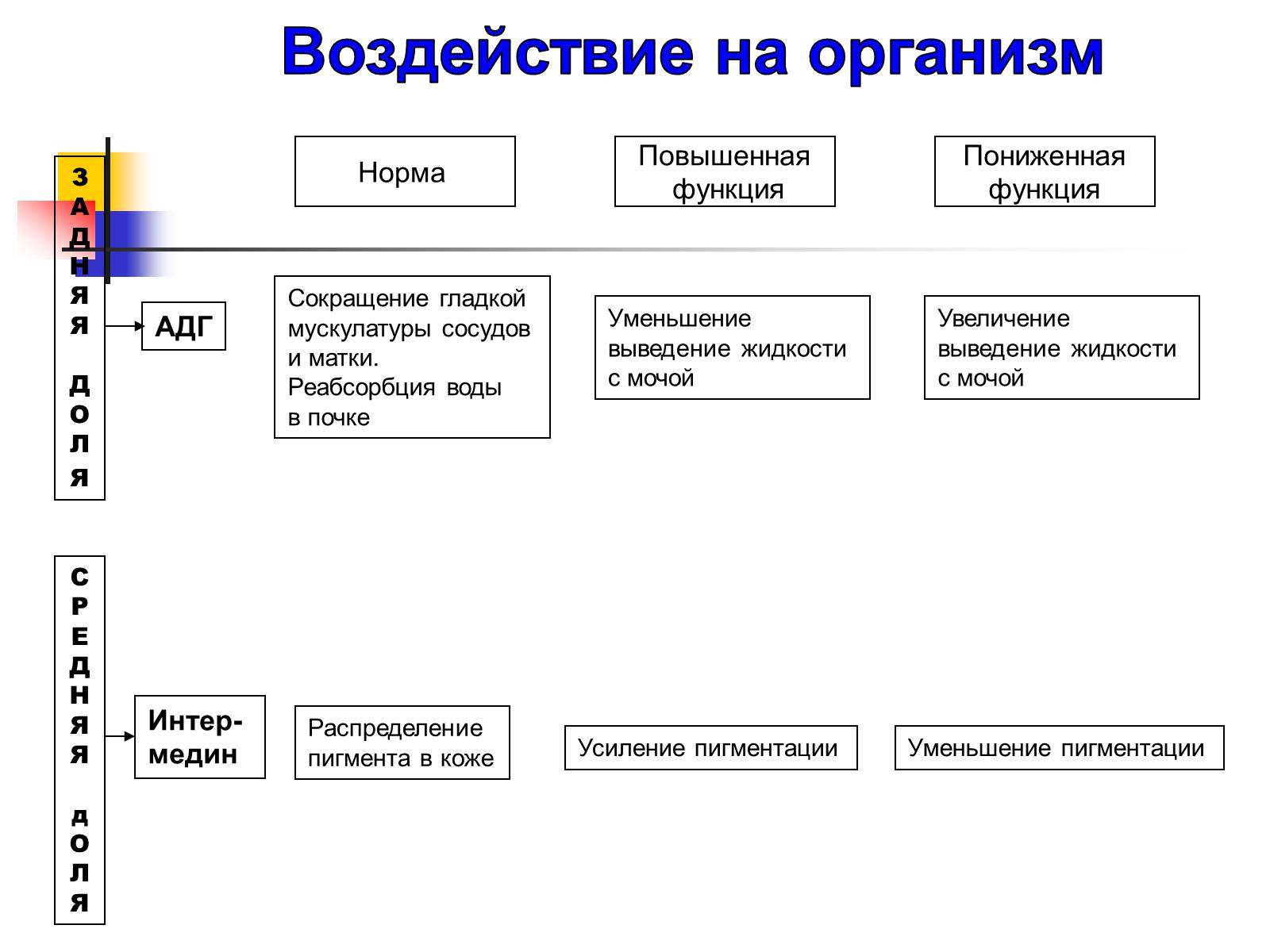 Презентація на тему «Регуляция процессов жизнедеятельности организма» - Слайд #15