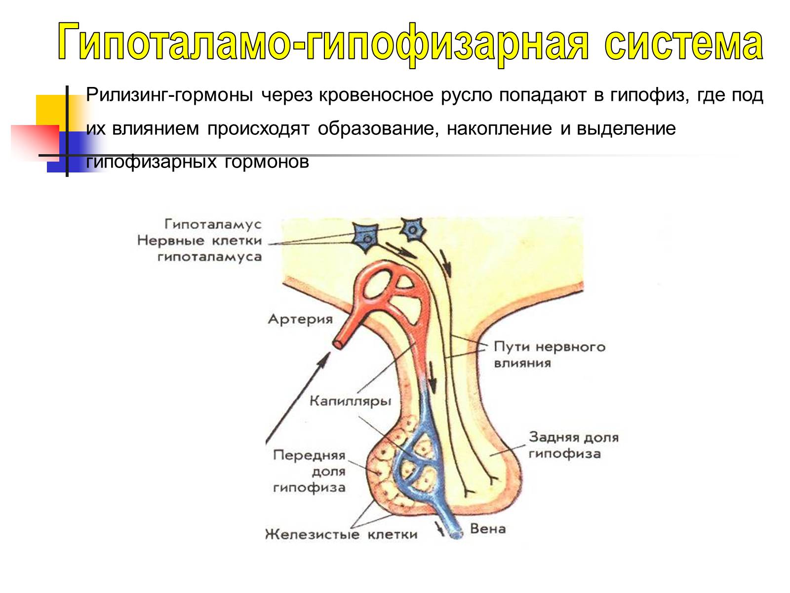 Гипоталамо гипофизарная система гормоны гипоталамуса
