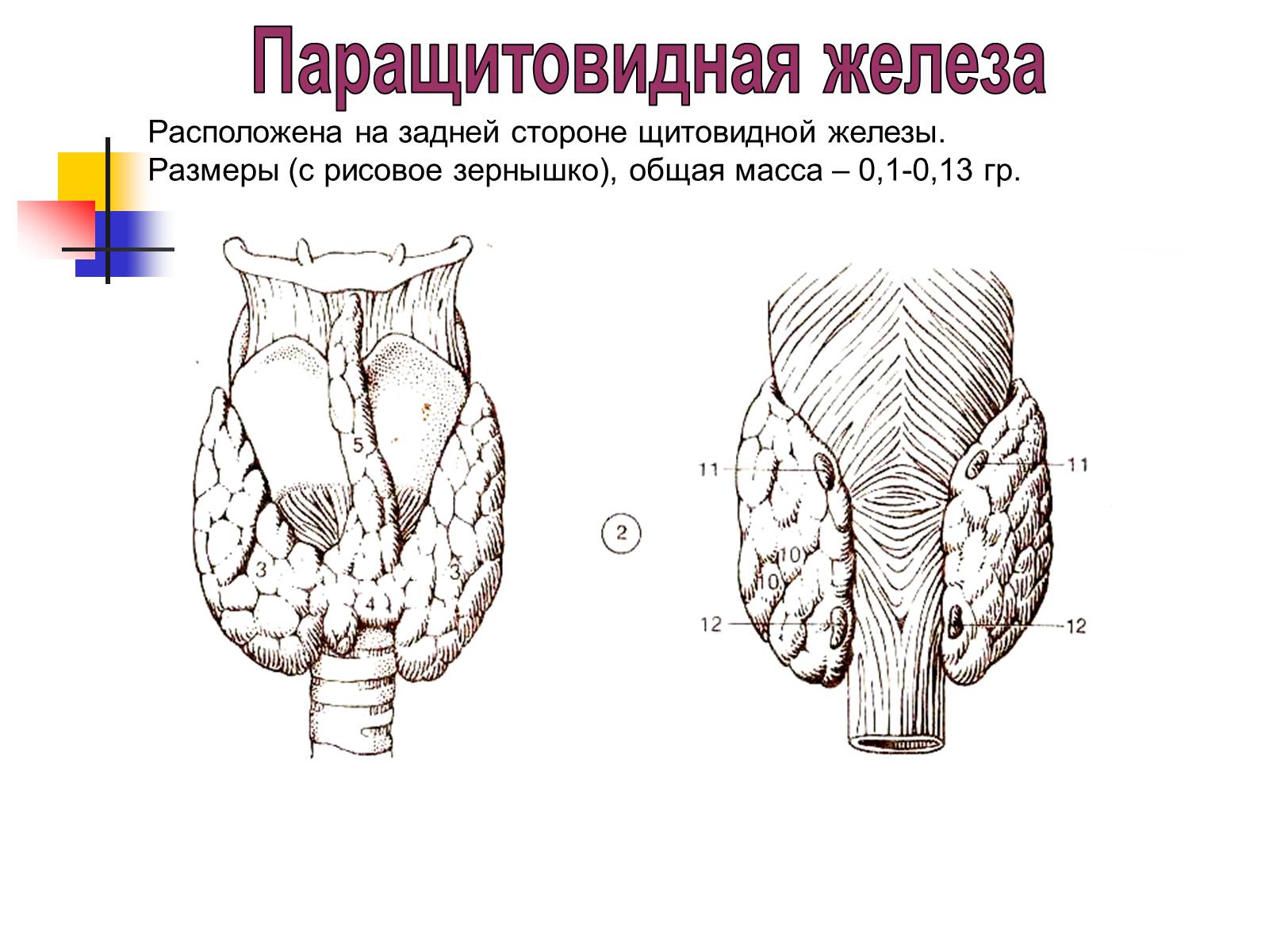 Строение паращитовидной железы. Строение щитовидной железы и паращитовидных желез. Строение щитовидной железы сзади. Структура паращитовидной железы. Строение паращитовидной железы схема.