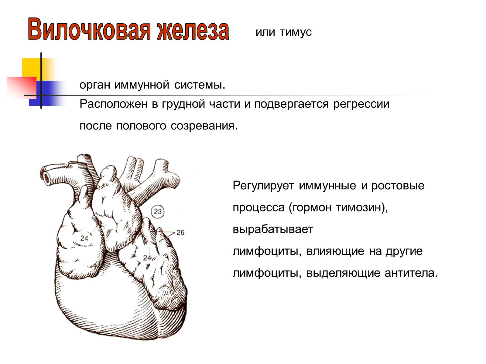 Вилочковая железа функции. Что регулируется вилочковой железой. Вилочковая железа регулирует. Вилочковая железа (тимус) регулируе. Вилочковая железа тимус регулирует функционирование.