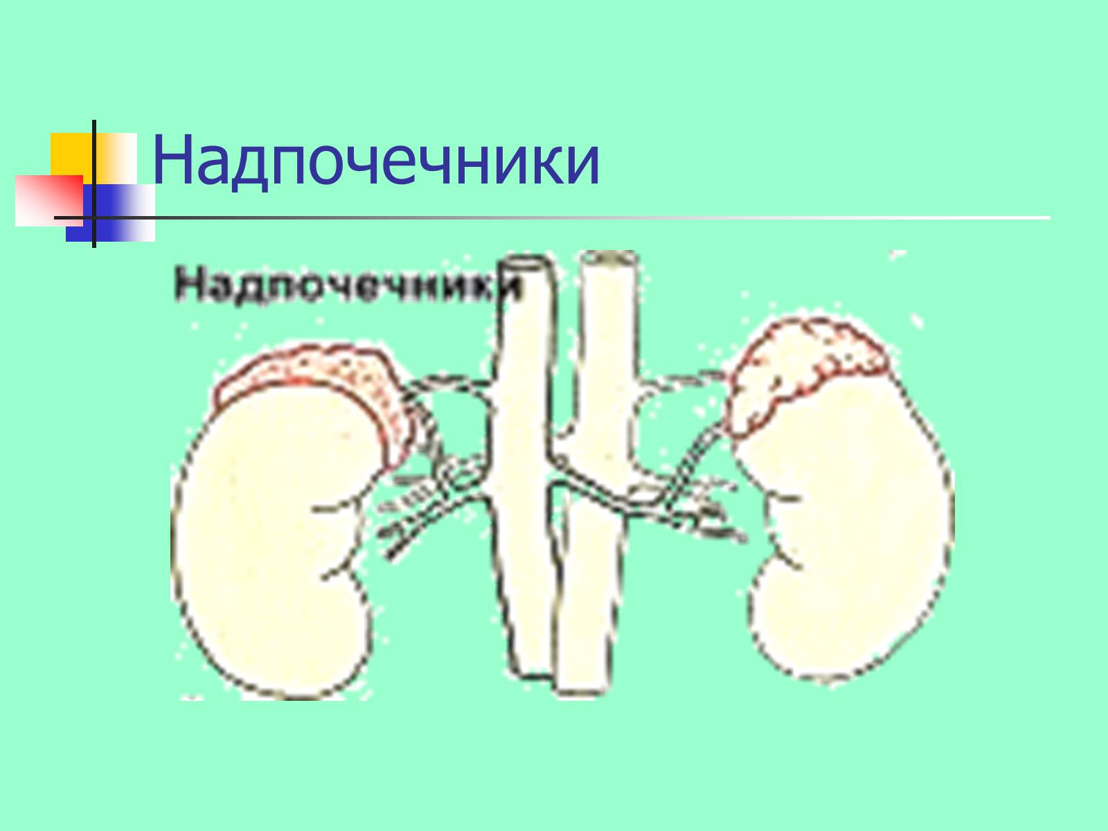 Латеральная ножка надпочечника