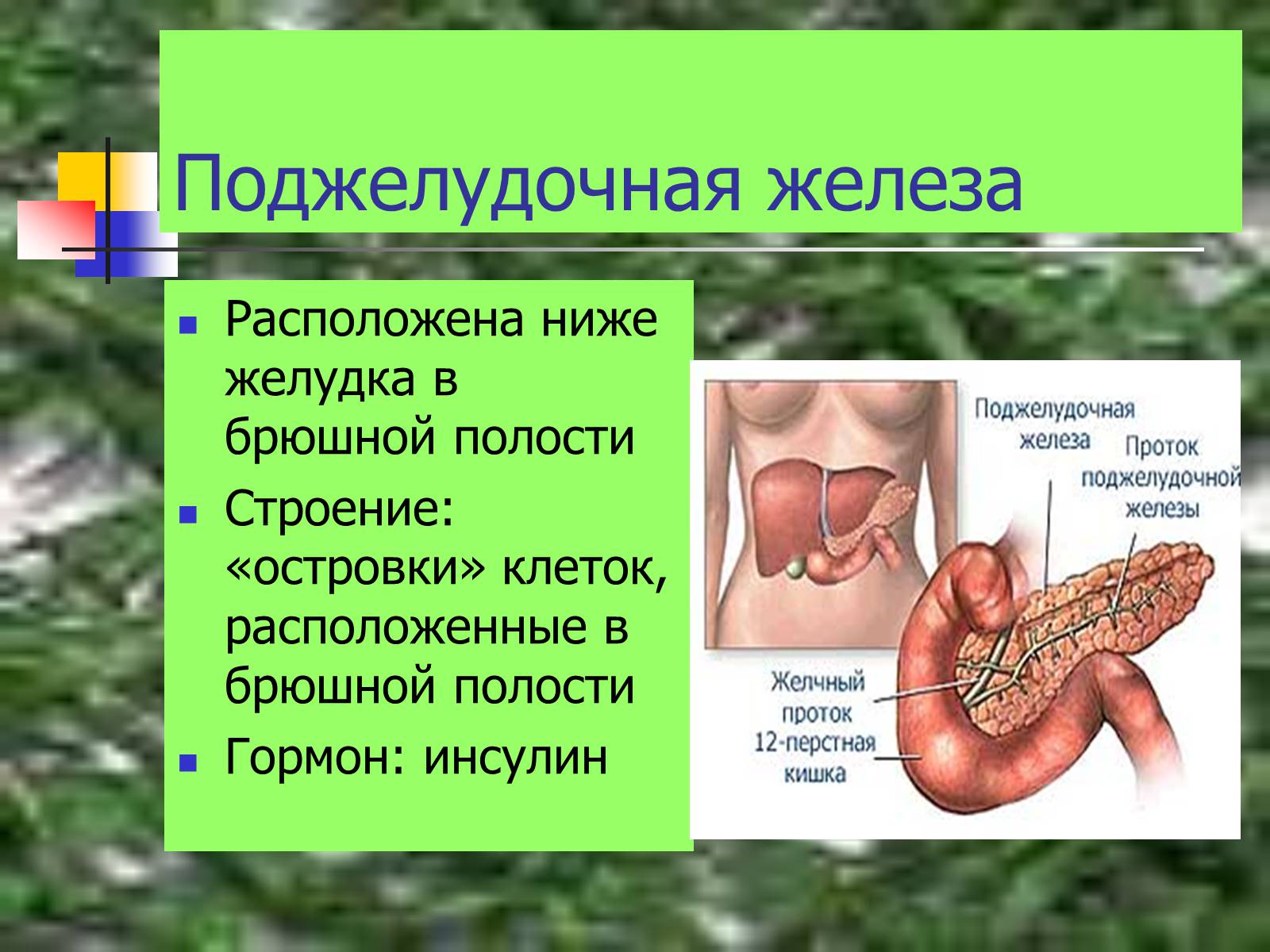 Желудок внутренней секреции. Поджелудочная железа расположена. Поджелудочная железа расположение. Месторасположение поджелудочной железы. Поджелудочная расположена.