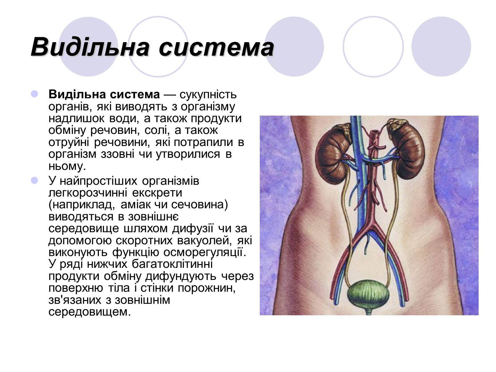 Презентація на тему «Фізіологічні та функціональні системи людини» - Слайд #11