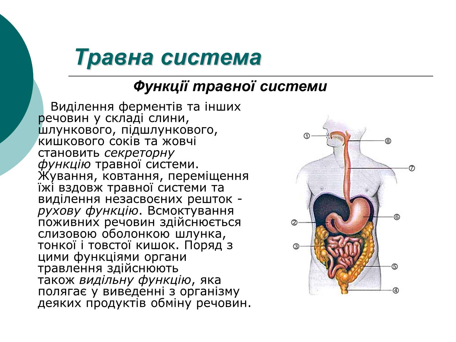 Презентація на тему «Фізіологічні та функціональні системи людини» - Слайд #8