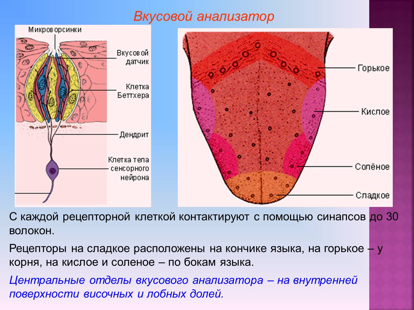 Какой вкус воспринимает зона языка. Периферический отдел вкусового анализатора расположен. Строение рецепторов вкусового анализатора. Вкусовой анализатор строение сосочки. Рецепторы вкусового анализатора хеморецепторы.