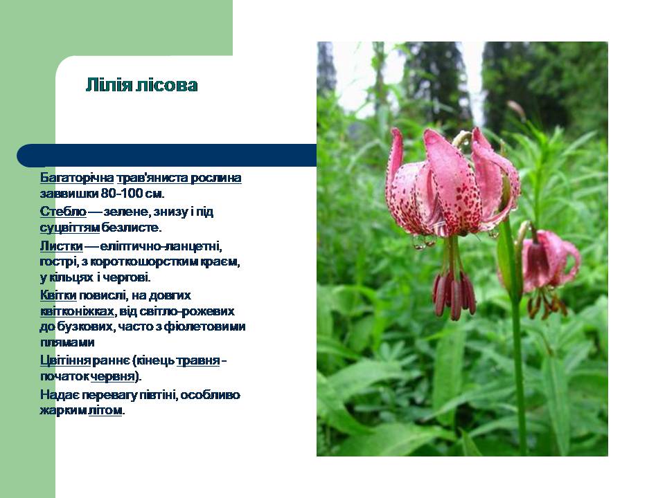 Презентація на тему «Рослини червоної книги України» (варіант 3) - Слайд #5