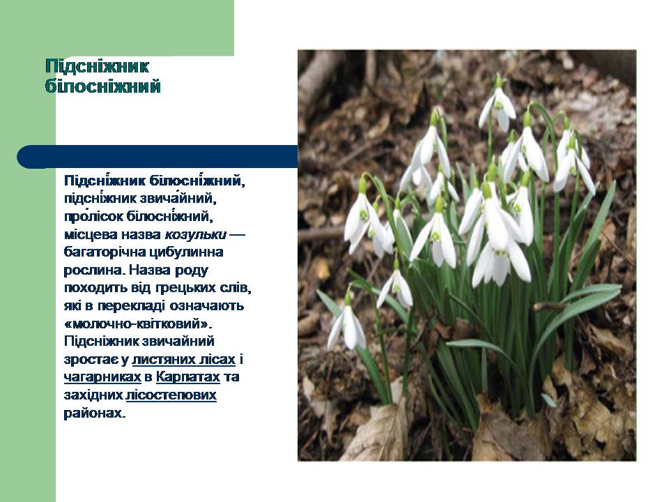 Презентація на тему «Рослини червоної книги України» (варіант 3) - Слайд #6