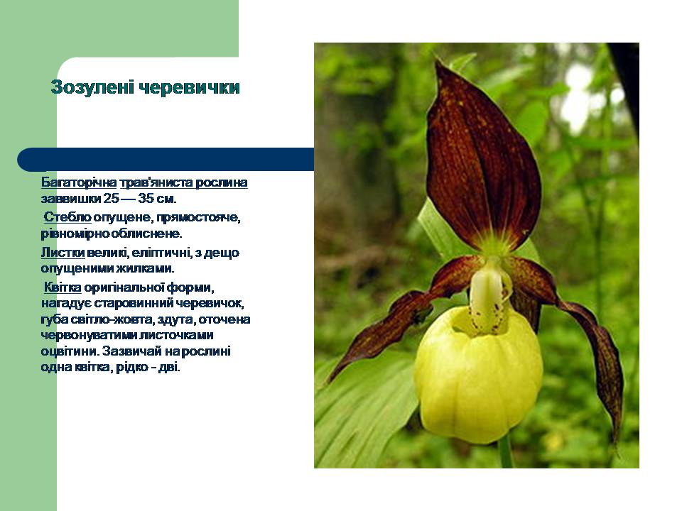 Презентація на тему «Рослини червоної книги України» (варіант 3) - Слайд #7