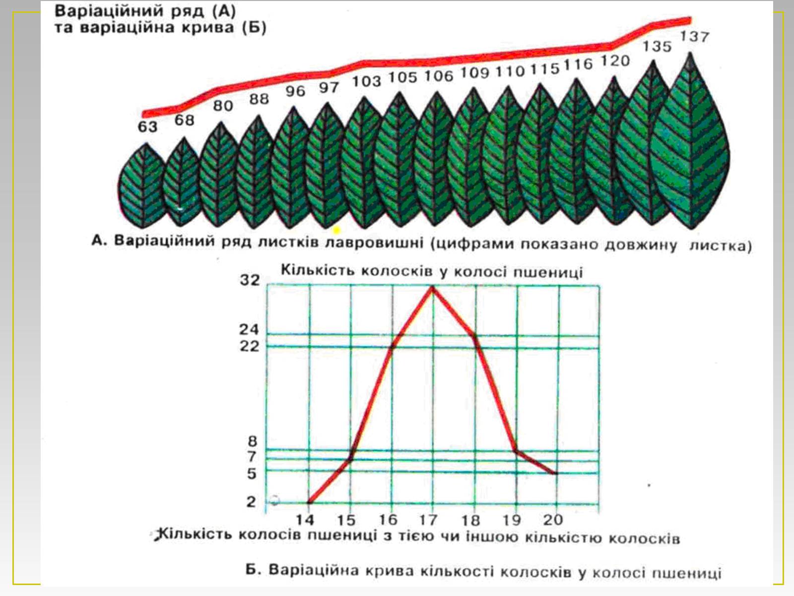 Построение вариационной кривой модификационной изменчивости. Вариационный ряд модификационной изменчивости. Норма реакции вариационный ряд и вариационная кривая. Вариационная кривая биология. Вариационный ряд и вариационная кривая в биологии.