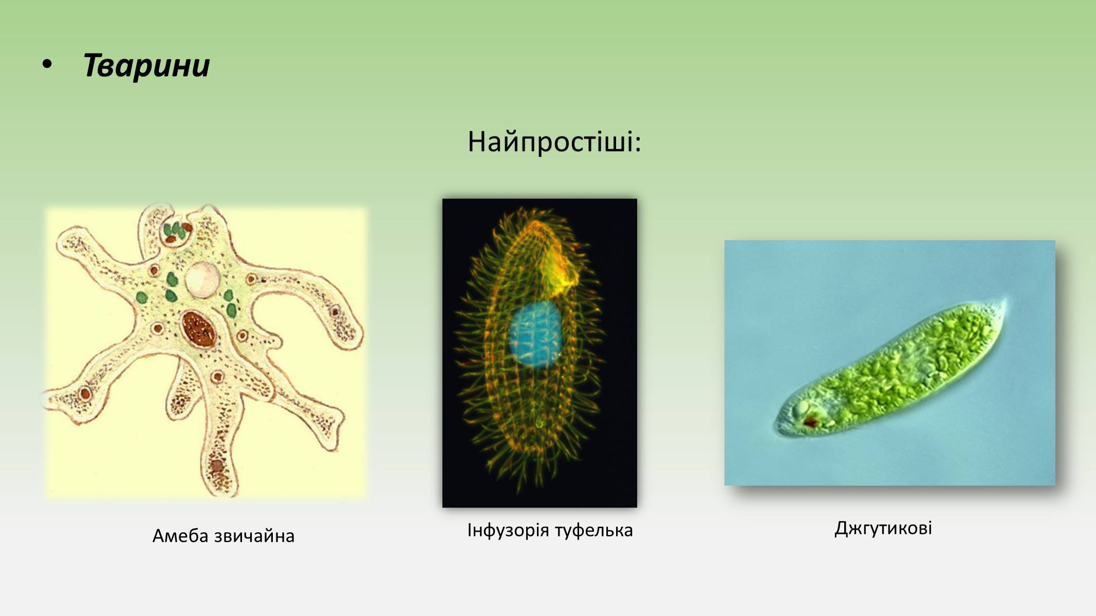 Презентація на тему «Пристосування живих огранізмів до життя в ґрунті» - Слайд #9