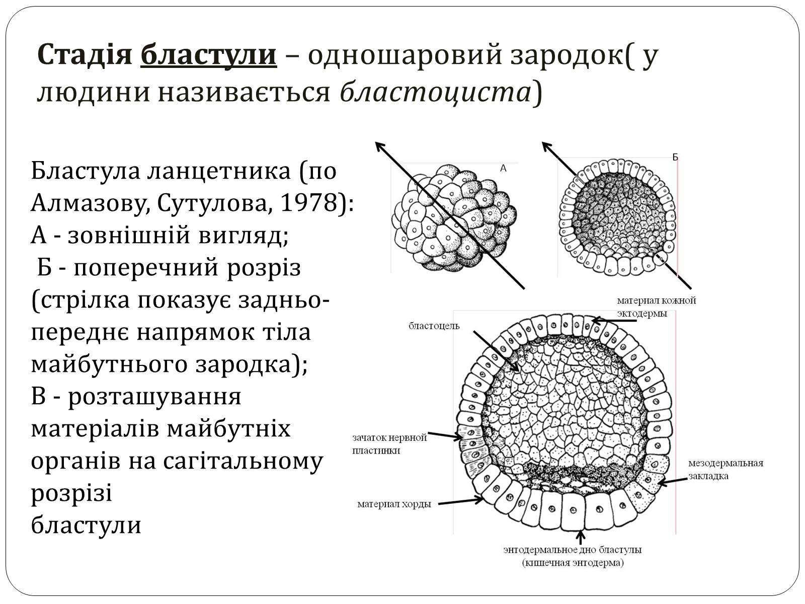 Презентація на тему «Індивідуальний розвиток,його етапи. Ембріональний розвиток» - Слайд #11