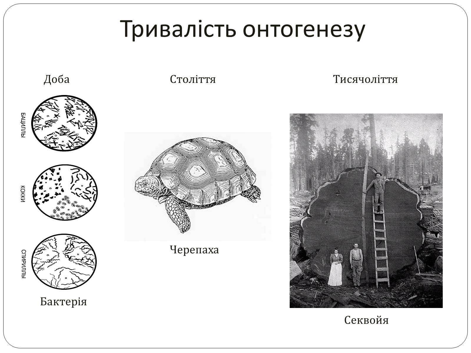 Презентація на тему «Індивідуальний розвиток,його етапи. Ембріональний розвиток» - Слайд #5