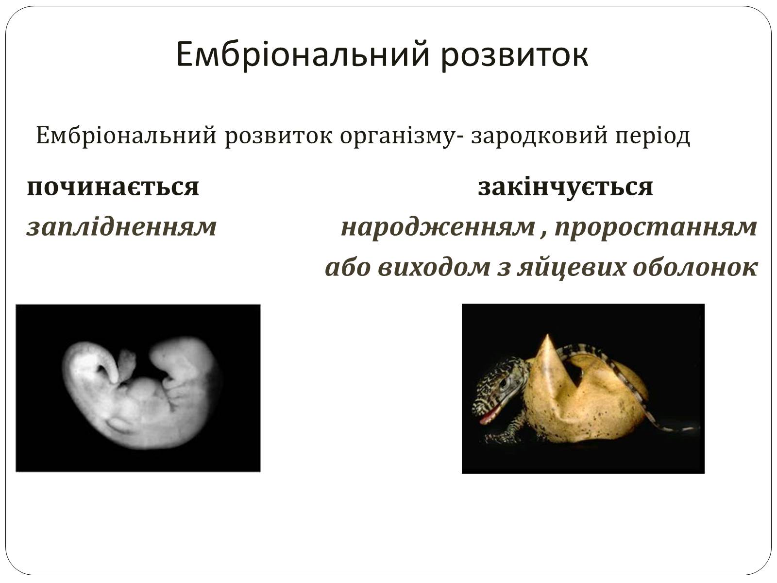 Презентація на тему «Індивідуальний розвиток,його етапи. Ембріональний розвиток» - Слайд #7