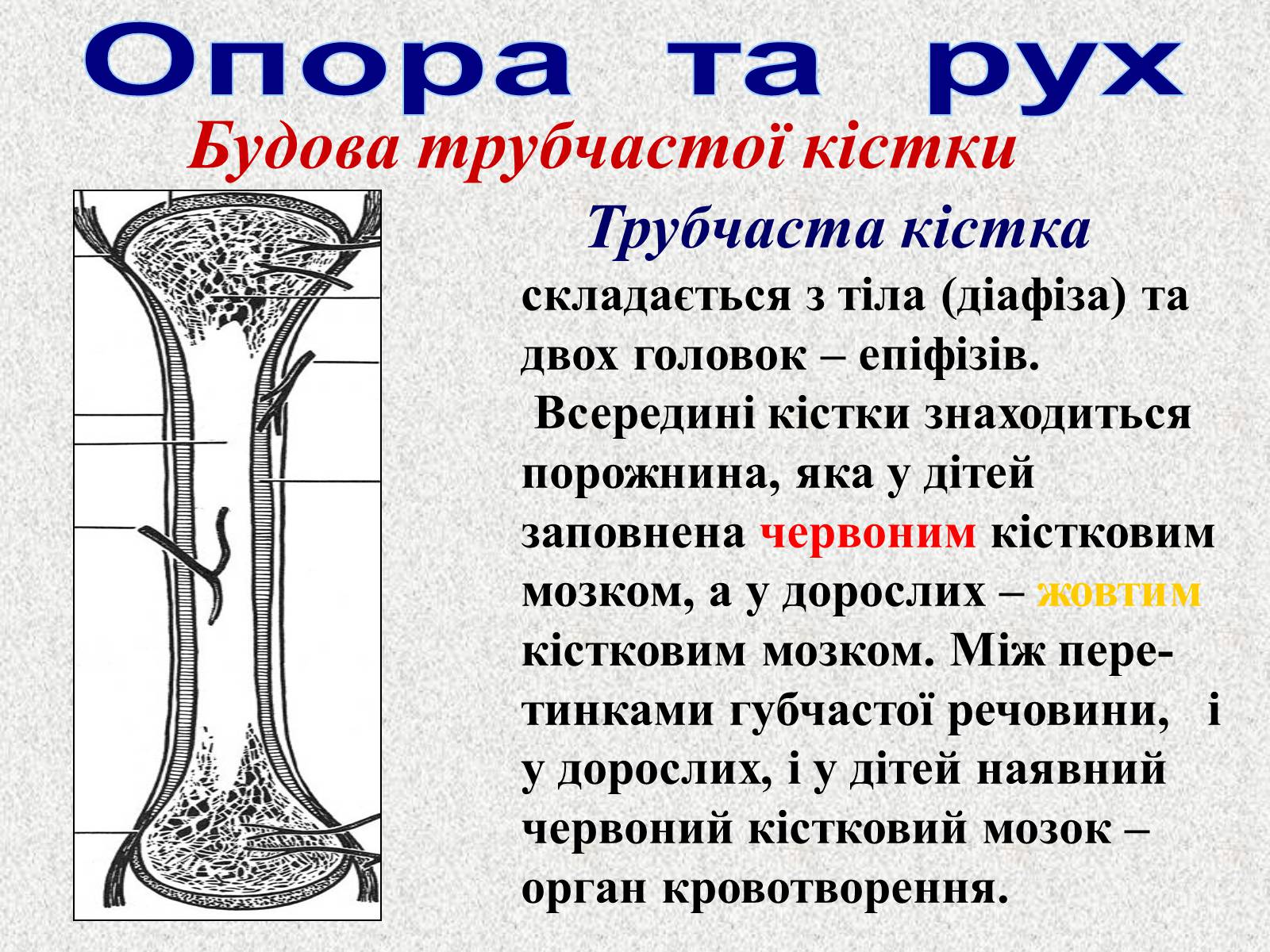 Презентація на тему «Опорно-рухова система людини» - Слайд #10