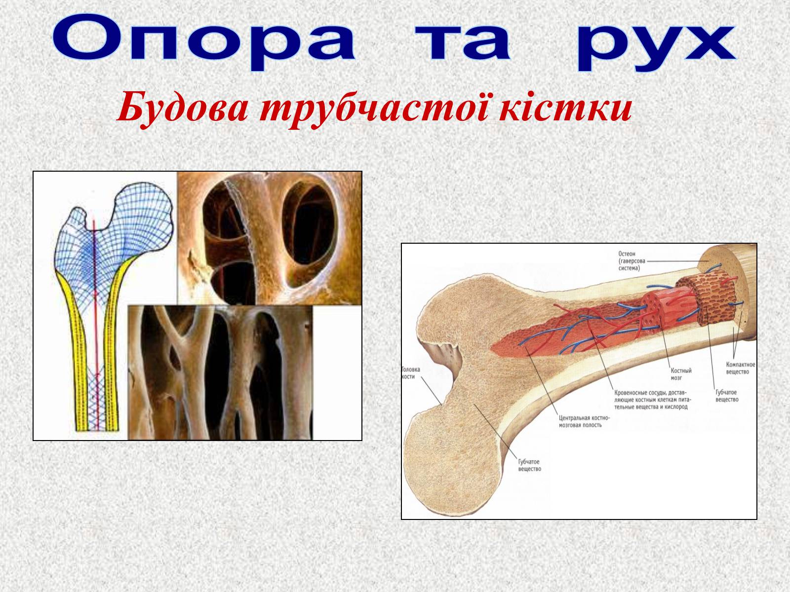 Презентація на тему «Опорно-рухова система людини» - Слайд #11