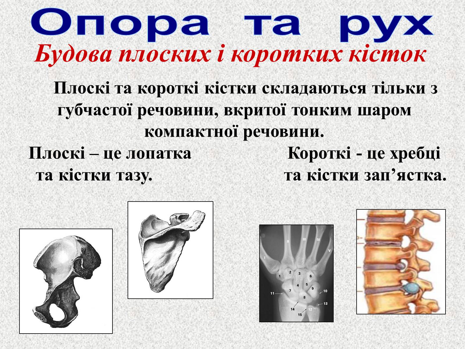 Презентація на тему «Опорно-рухова система людини» - Слайд #12