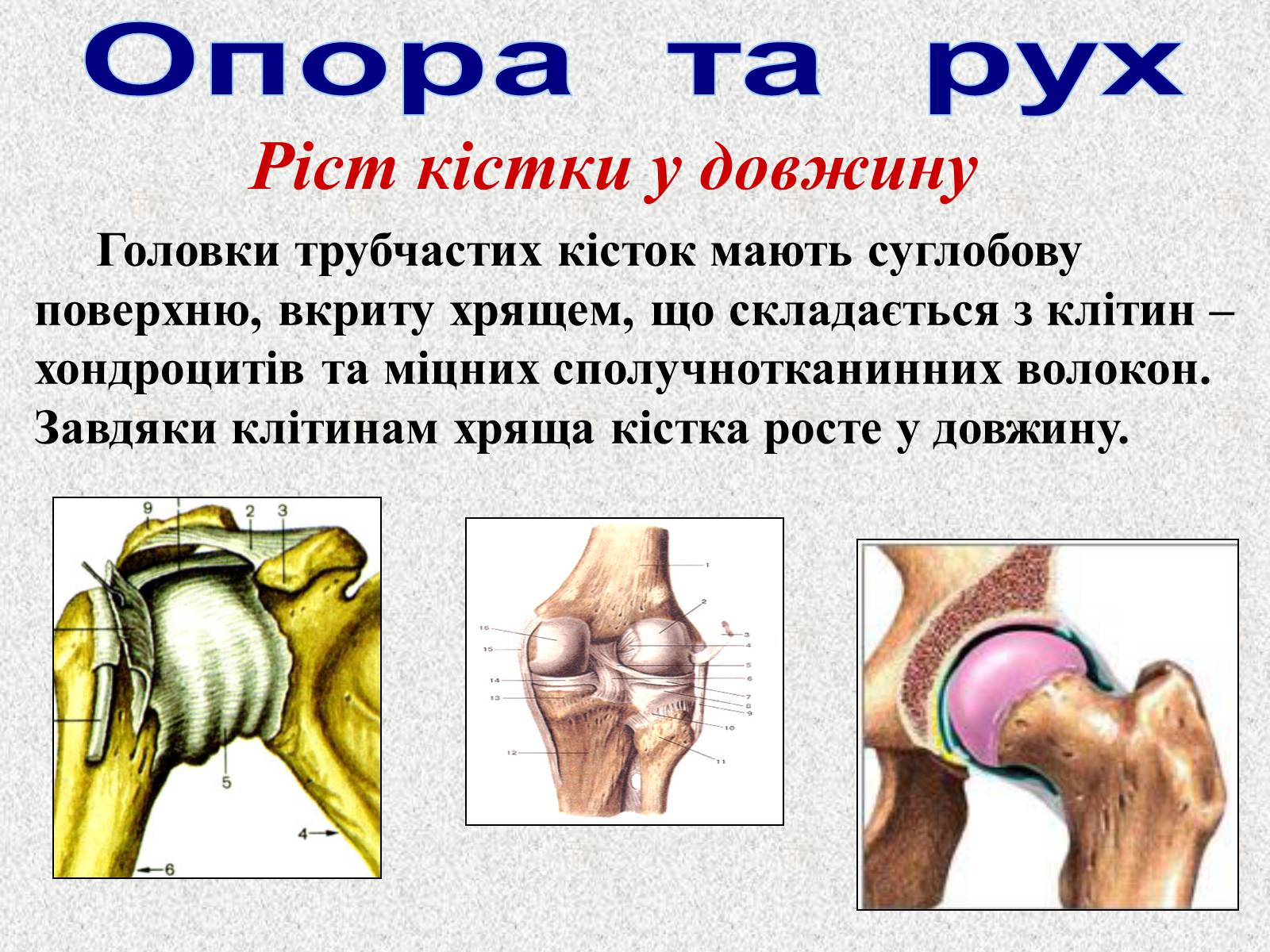 Презентація на тему «Опорно-рухова система людини» - Слайд #13