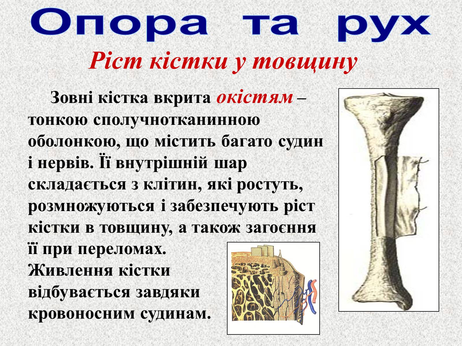 Презентація на тему «Опорно-рухова система людини» - Слайд #14