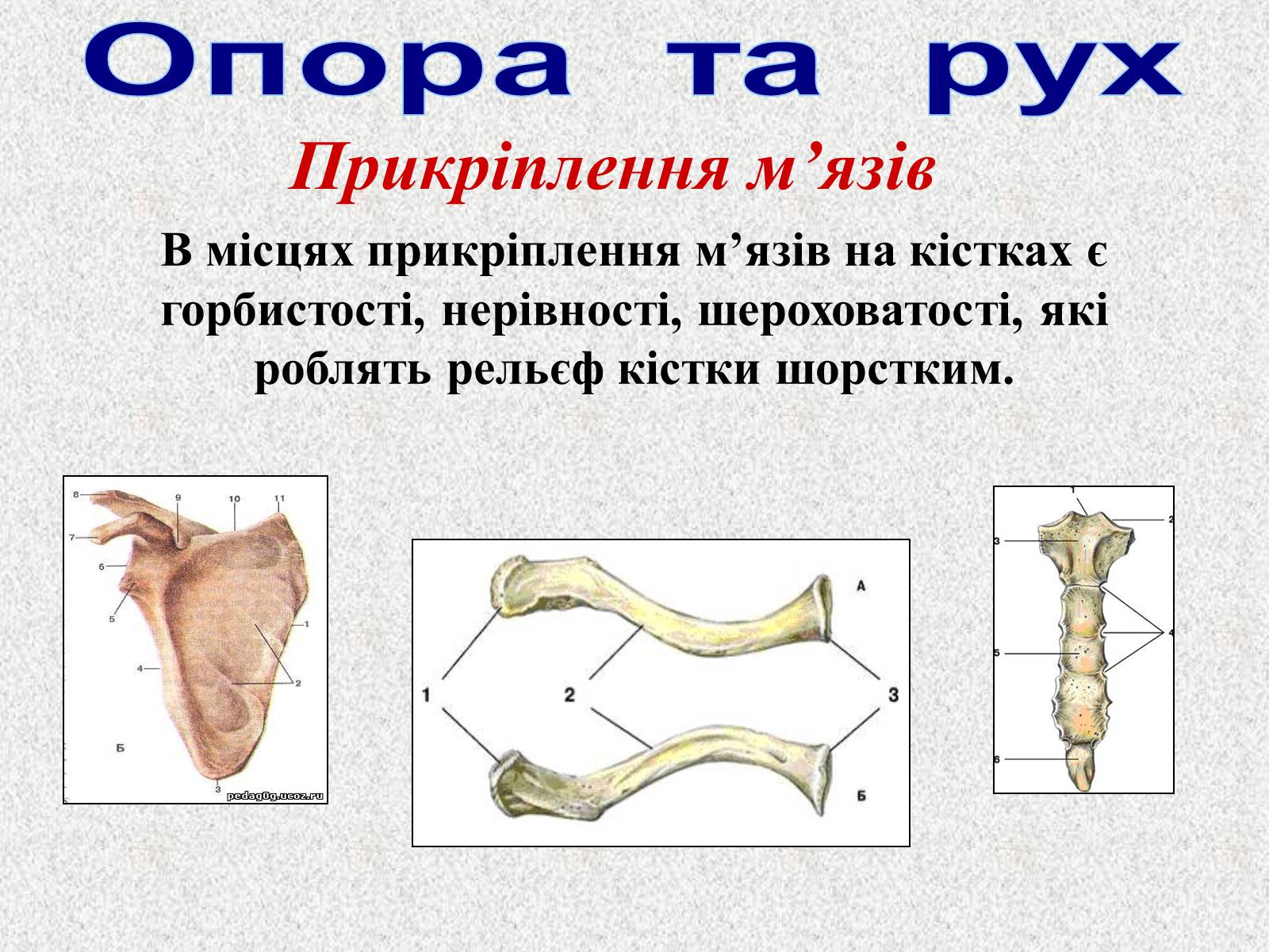 Презентація на тему «Опорно-рухова система людини» - Слайд #18